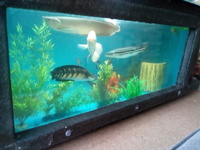 Sold pending collection on 21st AMAZING available now tropical fibreglass pond, tank,aquarium, fibreglass with viewing window