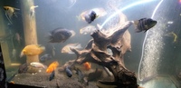 American cichlids and predators. Tank closure