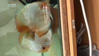 Proven pairs of discus for sale