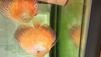 Proven pairs of discus for sale