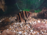 Indo datnoid tiger fish