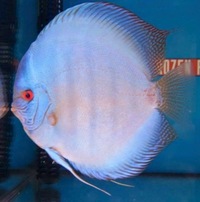 Please feel free to join our JUST DISCUS Facebook group to see the videos and pictures of our latest stock.