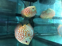 NEW ADULT SUPER CHECKERBOARD DISCUS IN STOCK. 2 pairs available as these have paired off