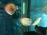 NEW ADULT SUPER CHECKERBOARD DISCUS IN STOCK. 2 pairs available as these have paired off