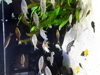 Tanganyika cichlids