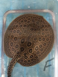 Pearl now sold - Stingray pups for sale - Pure BD and BD hybrid