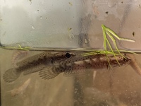 Channa stewartii snakehead fry - 8 for £25