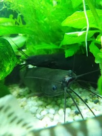 Asian Stinging Cats (proven pair) £40