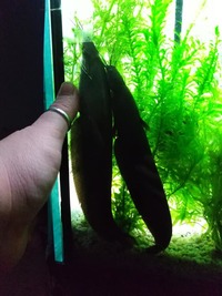 Asian Stinging Cats (proven pair) £40