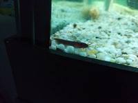 Asian Stinging Cats (proven pair) £40