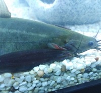Asian Stinging Cats (proven pair) £40
