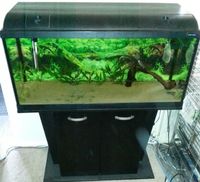 FLUVAL DUO 1000 DEEP 180L AQUARIUM/FISH TANK+2 NEW LED LIGHTS+2 DOOR CABINET FULL TROPICAL SETUP