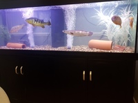 6ft tank and fish