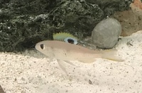 TANGANYIKANS FOR SALE (Reduced)