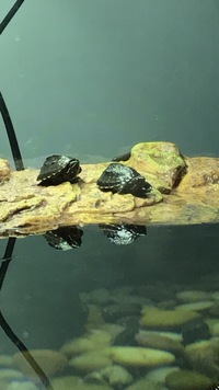 2 baby musk turtles and full tank set up £190  