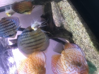 WILD ROYAL DISCUS - 8inch