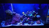 Reef Livestock in 4x2x2 full marine set up for sale