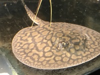 Discus Stingrays , Over 800 Discus to choose from