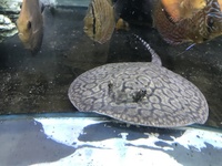 Discus Stingrays , Over 800 Discus to choose from