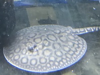 Discus Stingrays , Over 800 Discus to choose from