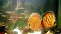 Juwel Aquarium Set Up 228 Litres & Discus