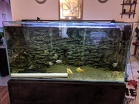 Big fish tank and fish