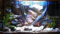 Aquarium Backgrounds REAL 3D FOR ANY AQUARIUM or Viv