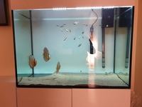 Evolution Aqua eaFreshwater 900 Aquarium and sump - £400