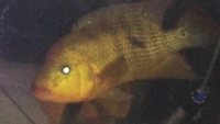 Xxxl clown loaches from7 n 8 10 inch 12 to 13 inches