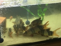 Xxxl clown loaches from7 n 8 10 inch 12 to 13 inches