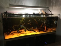 Aquarium 160x60x60cm and Fluval FX4 filter for sale