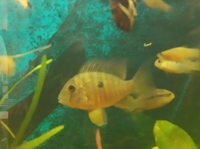 NOW ON EBAY START FROM £19.99 FINISHING TONIGHT @ 8pm---PROVEN BREEDING TRIO OF 3-3.5 inch GYMNOGEOPHAGUS BALZANI(PERUVIAN EARTHEATER) in Leeds