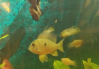NOW ON EBAY START FROM £19.99 FINISHING TONIGHT @ 8pm---PROVEN BREEDING TRIO OF 3-3.5 inch GYMNOGEOPHAGUS BALZANI(PERUVIAN EARTHEATER) in Leeds