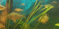 NOW ON EBAY START FROM £19.99 FINISHING TONIGHT @ 8pm---PROVEN BREEDING TRIO OF 3-3.5 inch GYMNOGEOPHAGUS BALZANI(PERUVIAN EARTHEATER) in Leeds