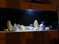 5 x very large cotswold rock pieces SOLD