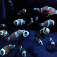 Common Clownfish - Saltwater - TIPTON - DY4 area.