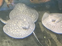 Discus Stingrays , Over 800 Discus to choose from