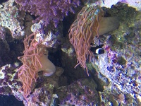 rose tip anemones & green bubble tip