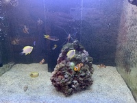 Marine fish puffer and clowns damsels gobies