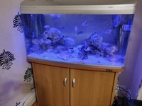 Fish Tank Complete With Fish & Extras