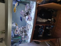 Fish Tank Complete With Fish & Extras