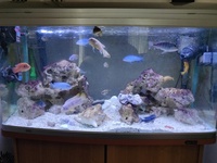 Fish Tank Complete With Fish & Extras
