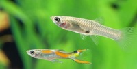 Update Endler Guppies, The fish are now taken awaiting collection