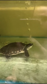 SIMS TROPICAL FISH - BABY FLY RIVER TURTLES WITH PAPERWORK VERY FEW REMAINING