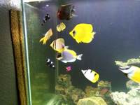 Large number of marine fish for sale, Angels butterflies and tangs