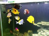 Large number of marine fish for sale, Angels butterflies and tangs