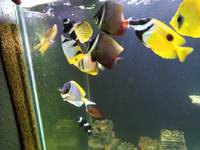 Large number of marine fish for sale, Angels butterflies and tangs