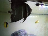 Large number of marine fish for sale, Angels butterflies and tangs