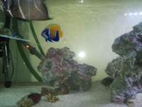 Large number of marine fish for sale, Angels butterflies and tangs