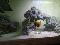 Large number of marine fish for sale, Angels butterflies and tangs